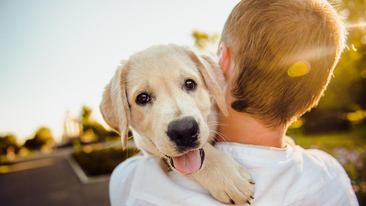 Adottare un cane