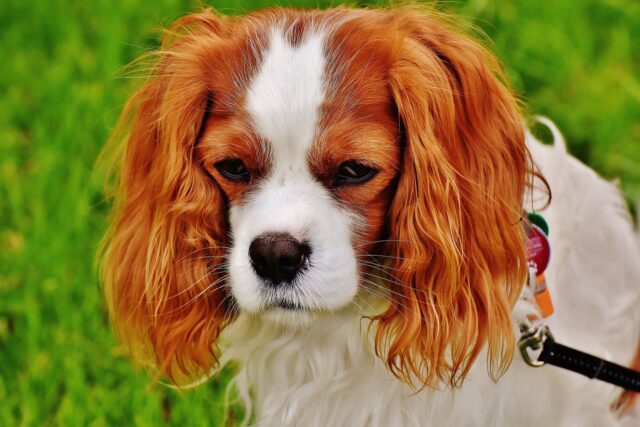 Affidamento del cane dopo la separazione: manca la legge in Italia