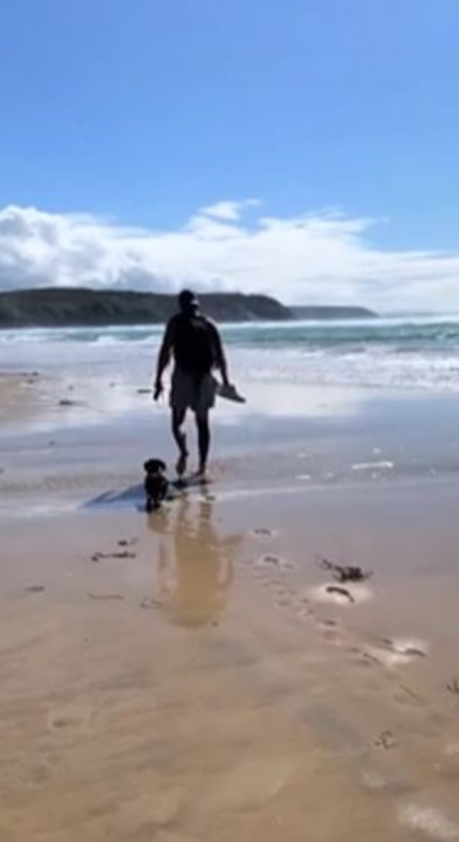 un bassotto in spiaggia