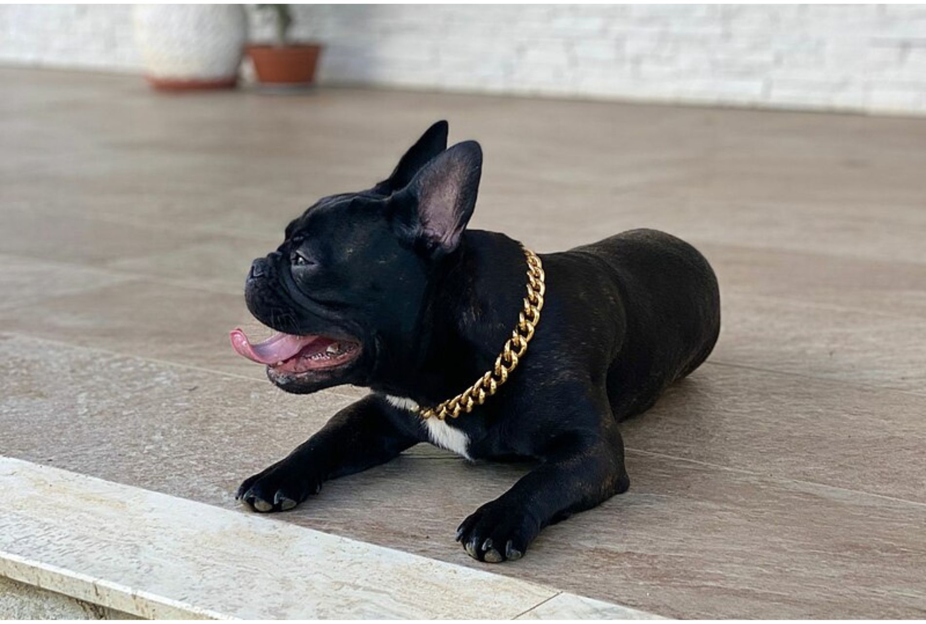 bulldog francese nero