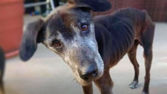 “È vecchio, non merita niente”: così l’uomo scarica il suo cane anziano