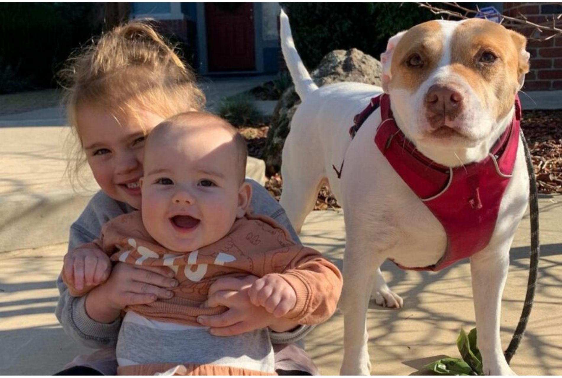 cagnolina con bambini