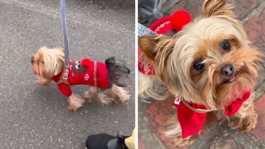 cagnolino al guinzaglio