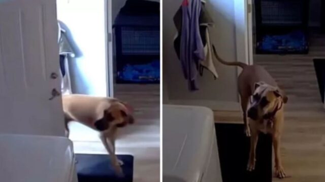 La telecamera di sicurezza filma il cane che si lamenta perché è “in gabbia” per la sua cattiva condotta