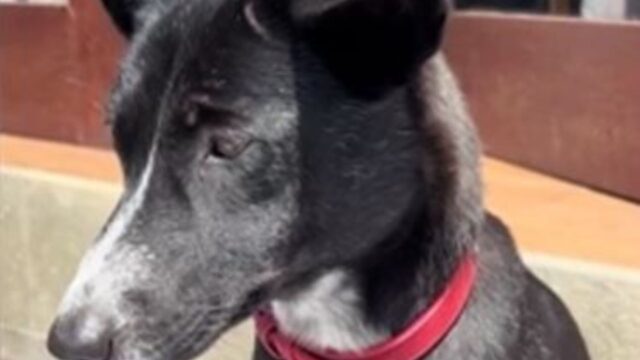 Il povero cane gettato in un fiume ora ha una vita felice, ma non riesce a dimenticare il suo trauma