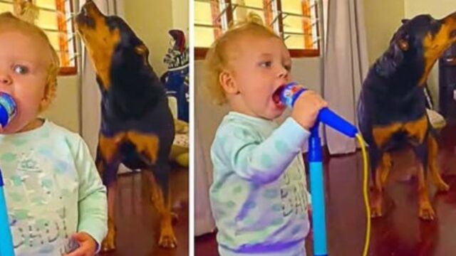 È la serata karaoke e il cane decide di unirsi alla sua sorellina durante l’esibizione