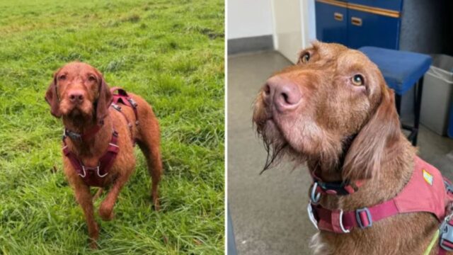 Una donna porta il cane a fare una corsa sotto la pioggia, ma fa un errore che gli costa caro dal veterinario