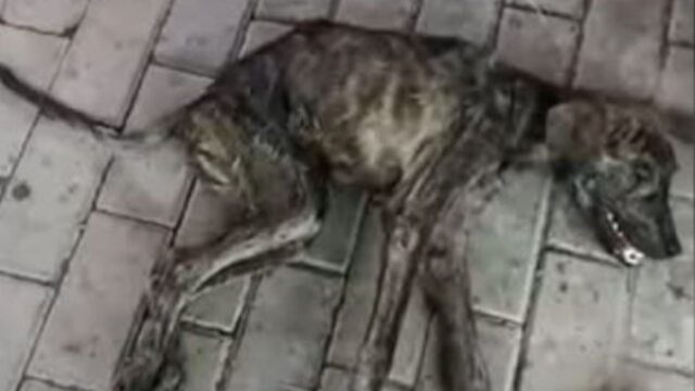 Il povero cane randagio è stato trovato in condizioni pietose vicino al fiume: lo hanno salvato appena in tempo