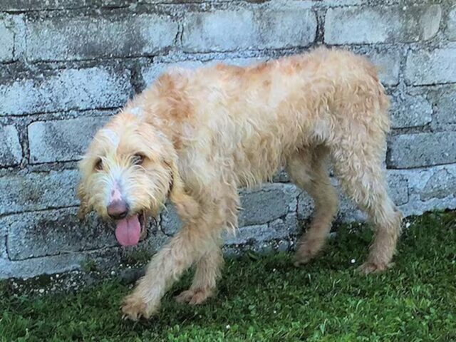 Cane abbandonato dal cacciatore perché non è bravo: Athos è in canile