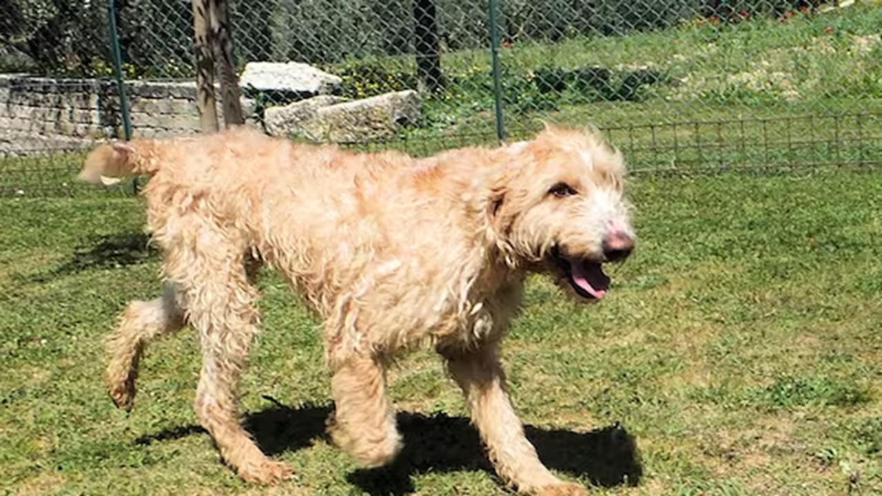 Cane abbandonato dal cacciatore