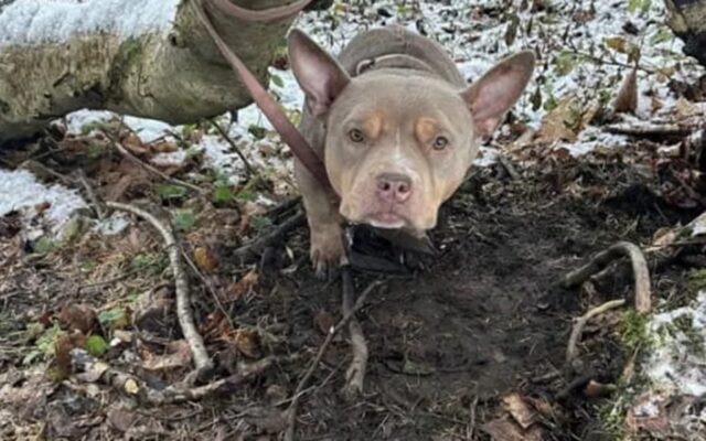 Cane abbandonato nel bosco legato a un albero: la storia di Nala