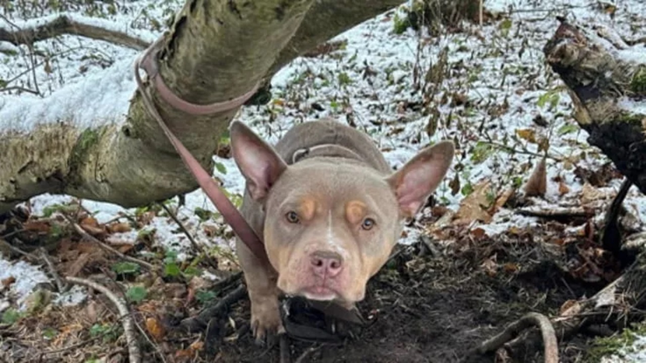 Cane abbandonato nel bosco