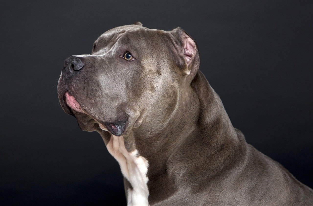 Cane di razza Pitbull