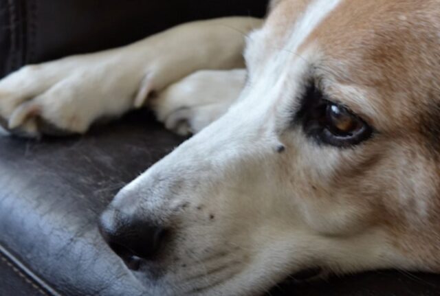 L’uomo sgrida il suo vecchio cane prima di andare al lavoro. Quando torna a casa, inizia a piangere