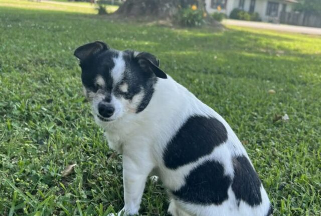 Amore vero: il cane cieco si scioglie ogni volta che sente che la sua umana preferita è vicina