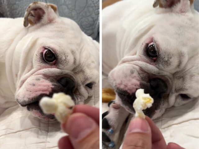 Questo Bulldog cerca di fare uno “sforzo” per aggiudicarsi un ambito premio a base di pop corn