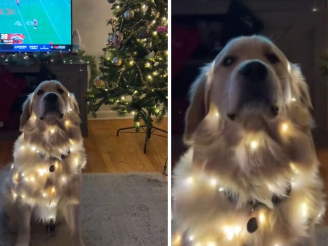 La mamma umana decide di accendere le luci sul suo Golden Retriever: l’albero di Natale sparisce al confronto