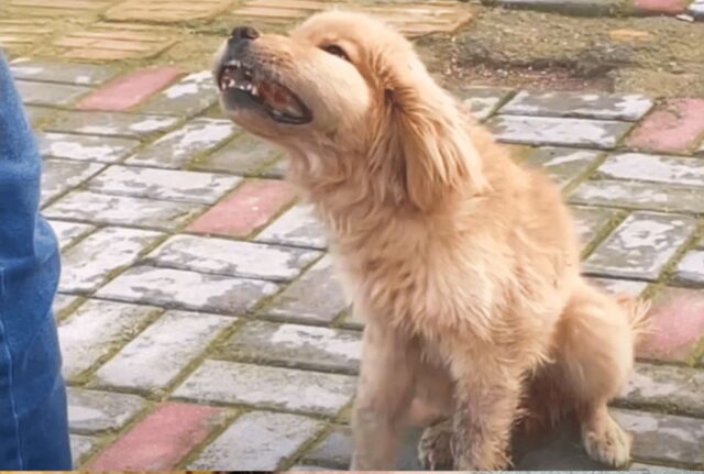 L’uomo stava passando accanto alla piccola cagnolina con le guance gonfie e lei l’ha subito raggiunto