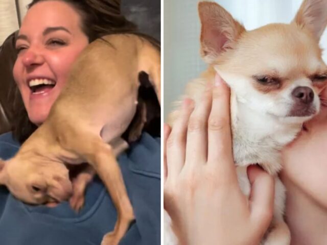 Il Chihuahua ha un modo tenerissimo di godersi le coccole che fa impazzire tutti coloro che lo guardano