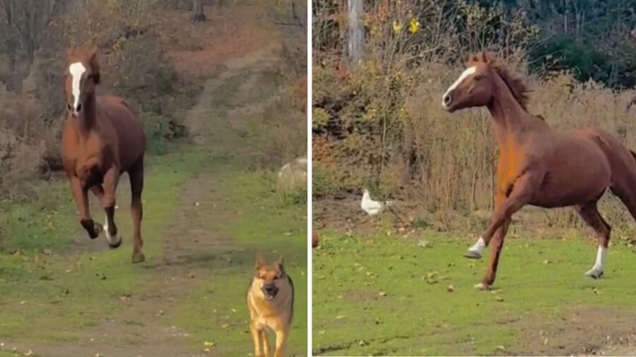 animali giocano all'aperto