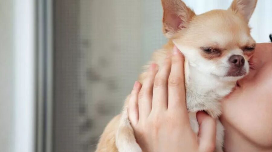 cane si fa dare un bacio