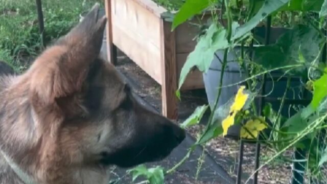 L’uomo prova a girare un video carino del suo cane con un’ape, ma gli si ritorce contro