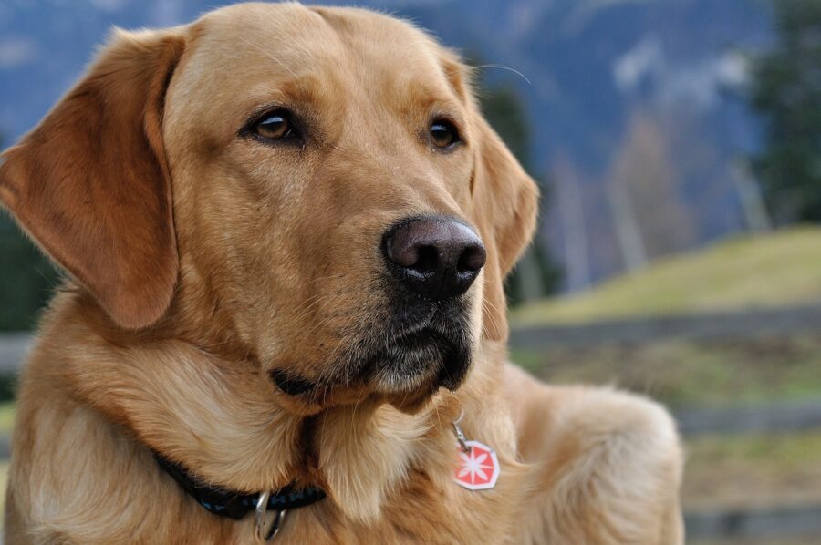 Cane di razza Labrador