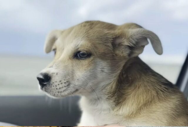 L’uomo riceve una chiamata per una cane in difficoltà, ma trova molto di più di questo