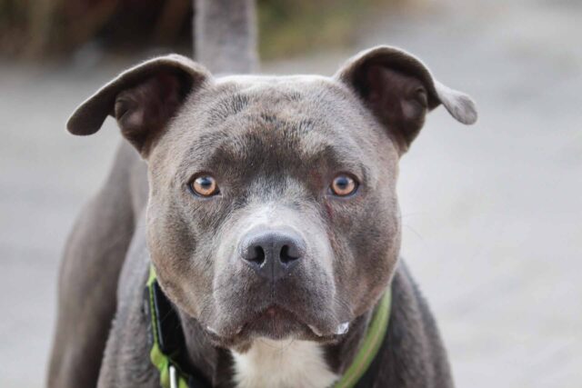 Cane lanciato sui binari: uomo denunciato dalla polizia