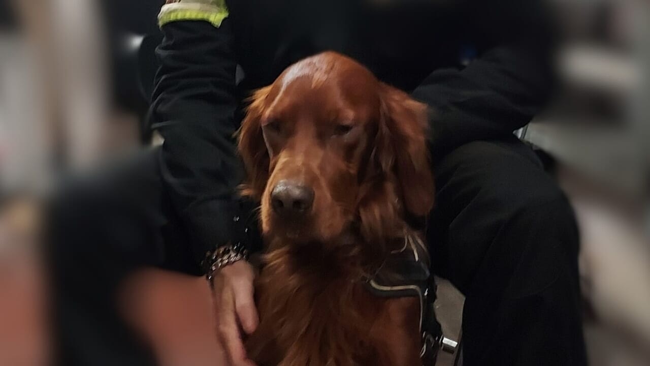 Cane metro A di Roma