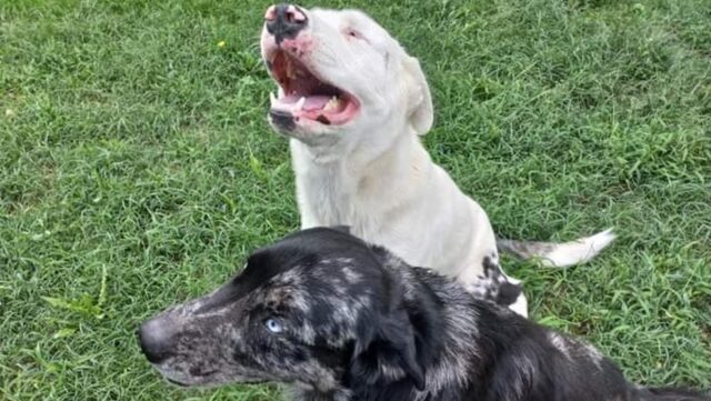 Cane nato senza occhi vede grazie al fratello che non lo lascia mai solo