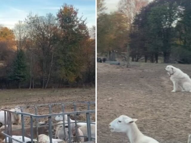 Questo cane da pastore lancia l’allarme e il suo gregge reagisce in modo unico