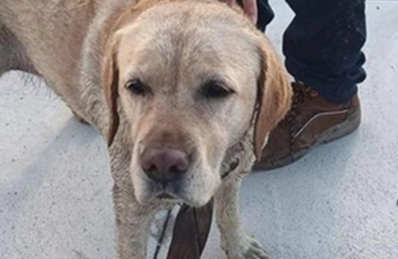 Cane con lo sguardo stanco