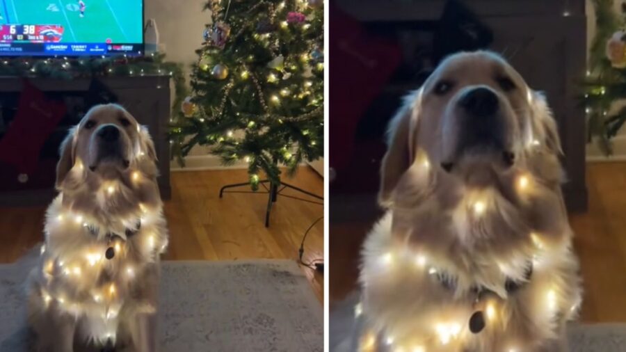 cane davanti all'albero di Natale