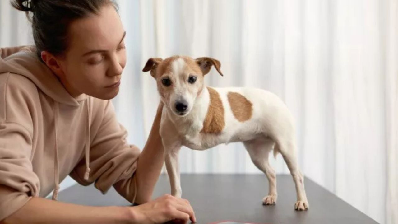 cane senza zampa