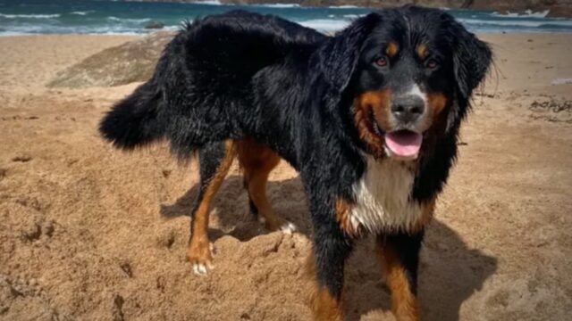 Cane smarrito durante le vacanze: un pescatore lo trova sulla scogliera