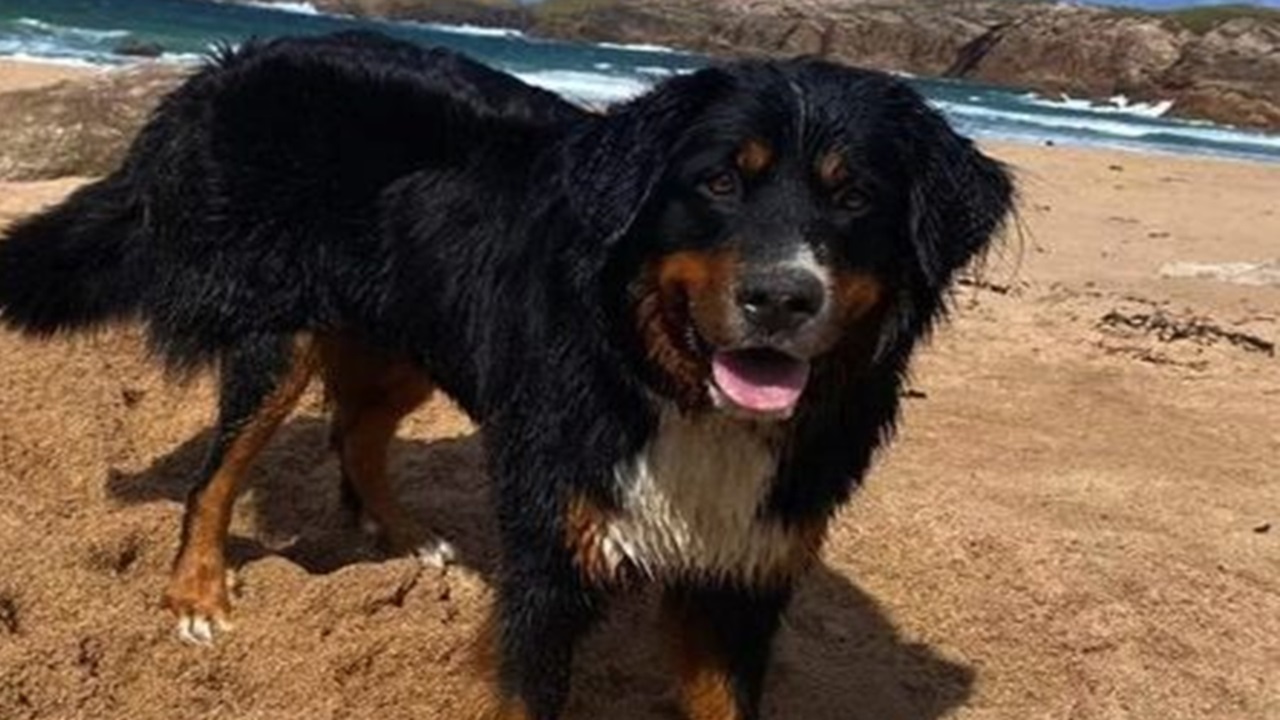 Bovaro del Bernese in spiaggia