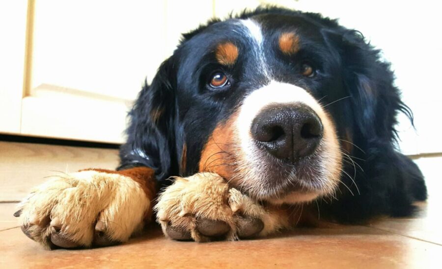 Cane smarrito in vacanza