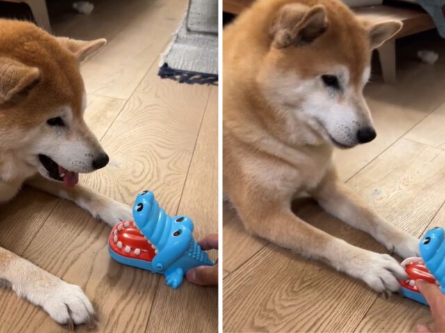 Questo Shiba Inu ha una discussione esilarante con il giocattolo del suo fratellino