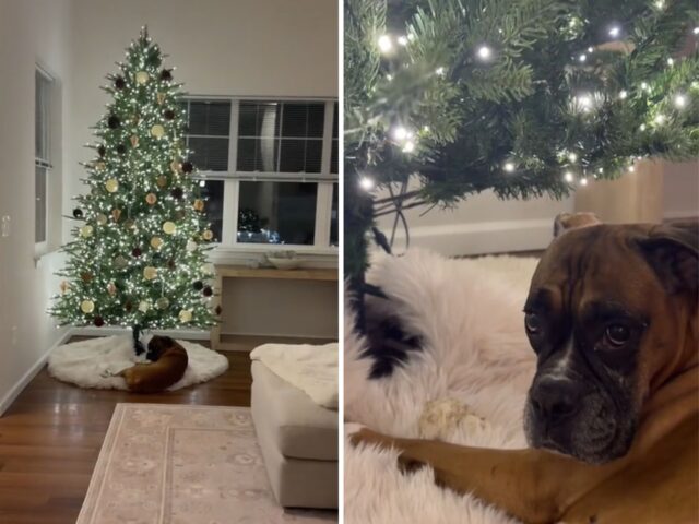 Sì, questo Boxer ha delle idee precise per la decorazione che i suoi padroni hanno posizionato sotto l’albero di Natale