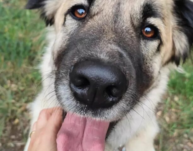 Cane troppo esuberante condannato a morte: Lupa cerca casa