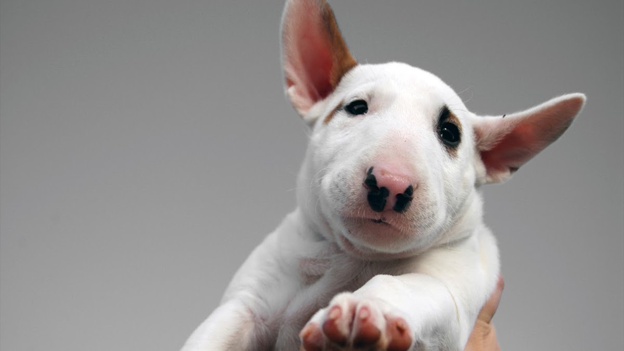 Bull Terrier inglese