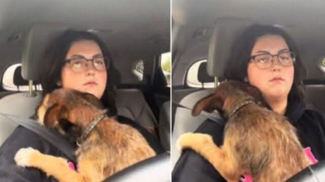 Questo cane non riesce a vivere serenamente i viaggi in auto e il motivo è straziante