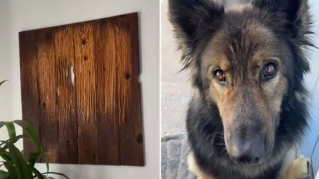 Il padrone orgoglioso decide di trasformare le “follie” del suo amato cane in vera e propria arte