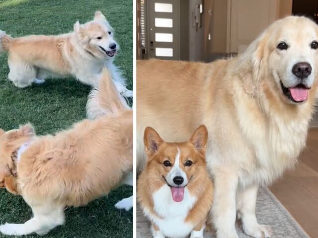 La piccola Corgi protettiva è la sorellina più adorabile per questo Golden Retriever