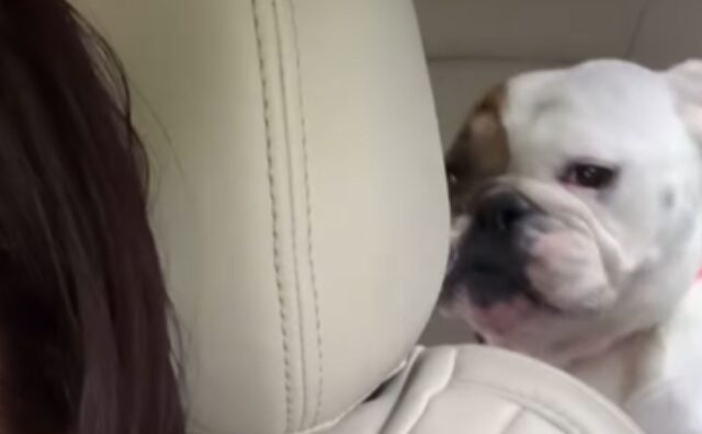 Il Bulldog Inglese ha una precisa abitudine: canta la sua canzone preferita ogni volta che è in auto (VIDEO)