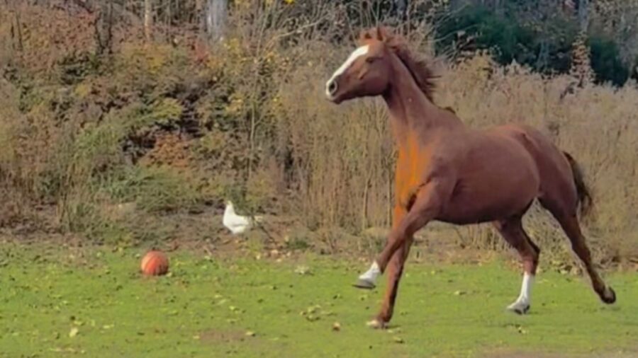 cavallo in movimento