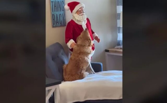 Il cane mostra tutta la sua confusione perché la statua di Babbo Natale non lo accarezza (VIDEO)