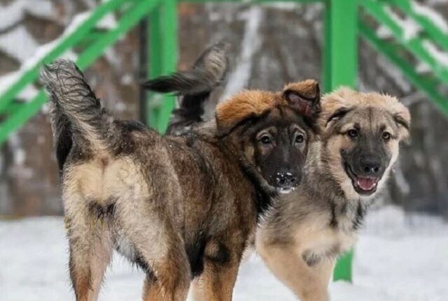 I cuccioli di cane appena nati piangevano forte: qualcuno li aveva buttati sotto la pioggia battente