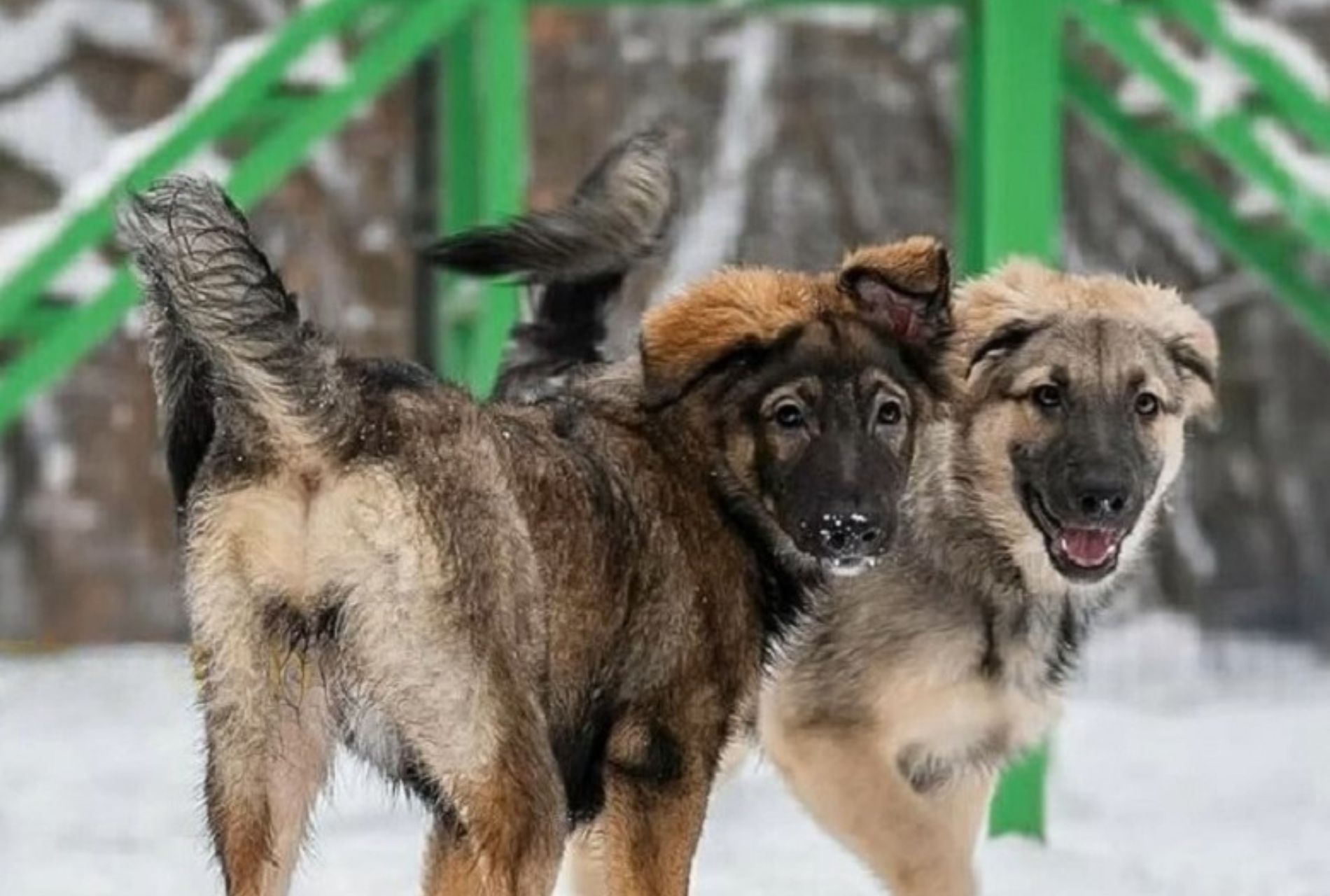 cuccioli di cane